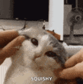 Cat Squish GIF - Cat Squish Cheeks GIFs