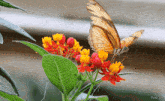 бабочка цветы GIF - бабочка цветы GIFs