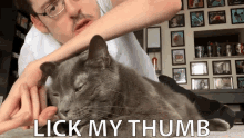 Lick My Thumb Cat GIF - Lick My Thumb Cat Pet GIFs