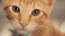 This Cat Narration Tho GIF - Animals Cats Cat GIFs