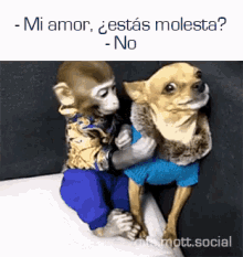 monkey friendship