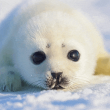 a seal puppy is laying in the snow looking at the camera