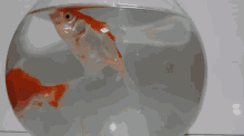 Orange Fish GIF