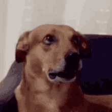 Cachorro Cachorrinho GIF - Cachorro Cachorrinho Gjirlfriend GIFs