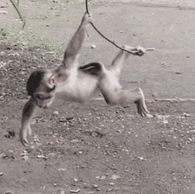 Funny Monkey Falling Down GIF - Funny Monkey Falling Down GIFs