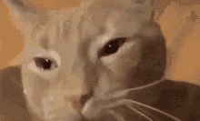 Cat Cat Crying GIF - Cat Cat Crying Sad Cat GIFs