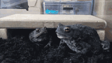 Frogs GIF