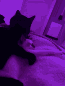Laksjsj Cat GIF - Laksjsj Cat GIFs