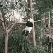 panda climbing boulder brave panda hangin tree