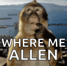 a picture of a monkey with the words " where me allen " on it