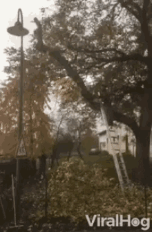 Fail Lanscaping GIF - Fail Lanscaping Tree Trim GIFs