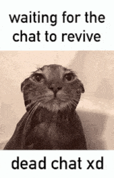 Wet Cat Funny GIF - Wet Cat Funny Waiting For Chat GIFs