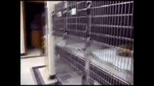 That Cattitude May Not Help You Find A Home. GIF - Cat Angry GIFs