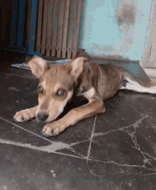 Jimmi GIF