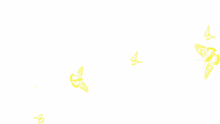 borboletas butterflies butterfly beautiful flying borboletas butterflies butterfly beautiful flying