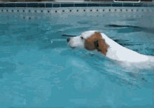джек рассел счастливый плывёт в бассейне GIF