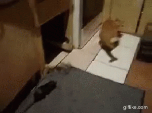 Cat Mouse GIF - Cat Mouse Fight GIFs