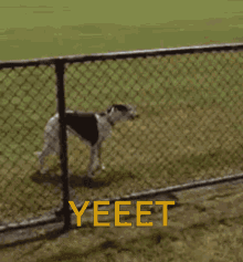 Yeet Animal GIF - Yeet Animal Dog GIFs