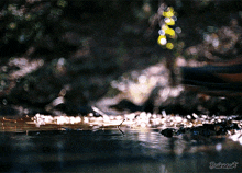 Water Shoes GIF