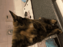 Imkillingyou Cat GIF - Imkillingyou Cat Angry GIFs