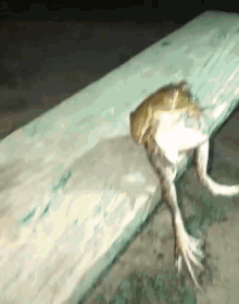GIF