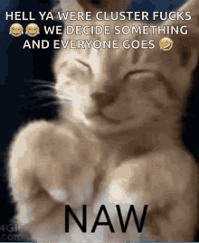 Cat Funny GIF - Cat Funny Memes GIFs