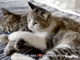 two cats are laying on top of each other on a blanket on a bed .