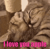 Cats Cuddling I Love You Apple GIF - Cats Cuddling I Love You Apple Apple Love GIFs