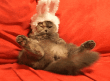 Cat Bunny Ears GIF - Cat Bunny Ears Easter Kitty GIFs