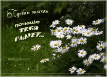 Chamomile Flowers GIF - Chamomile Flowers ромашки GIFs