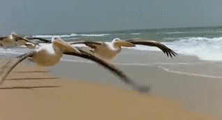pelicans-flying.gif