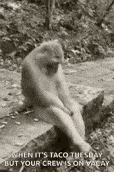 a monkey is sitting on a rock in the woods and looking at something .