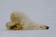polar bears undecided decisions arctic canada alert nunavut