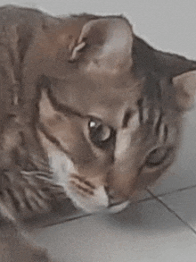 a close up of a cat 's face looking at the camera on a tiled floor .