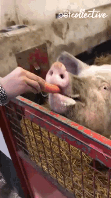 Eating Carrot Pig GIF - Eating Carrot Pig Food GIFs