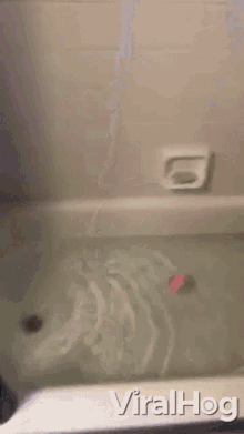 Shower Bath GIF - Shower Bath Corgi GIFs