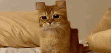 Cubed Cat GIF - Cubed Cat GIFs