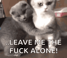 Love Cats GIF - Love Cats Cat GIFs