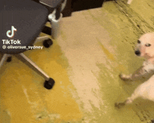 a dog is standing in front of a chair with a tiktok logo on it