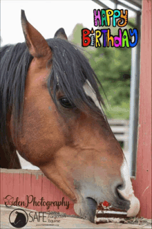 Horse Happy Birthday GIF - Horse Happy Birthday Oden Photography GIFs