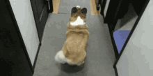 강아지 엉덩이 씰룩씰룩 흔들 꼬리 행복 GIF