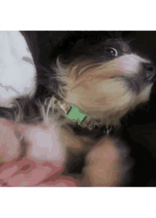 Dog Judging GIF - Dog Judging Fur Baby GIFs