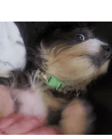 a small dog wearing a green collar is being petted