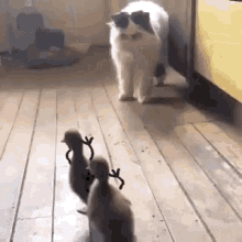 Ducklings Cats GIF - Ducklings Cats Pets GIFs