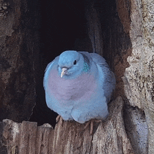 What Pigeon GIF - What Pigeon Robert E Fuller GIFs