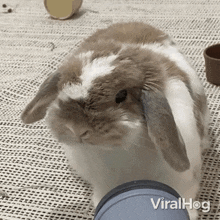 Munching Rabbit GIF - Munching Rabbit Viralhog GIFs