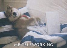 Work From Home Me Teleworking GIF - Work From Home Me Teleworking Doggy GIFs