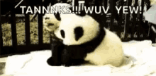 Pandas Hugs GIF