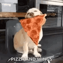 funny animals dogs love pizza lunch dinner pepperoni
