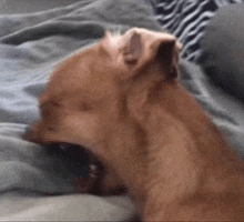 a close up of a brown dog yawning on a bed